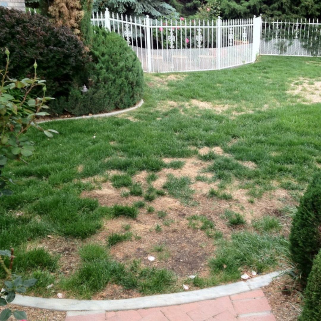 bare patches lawn